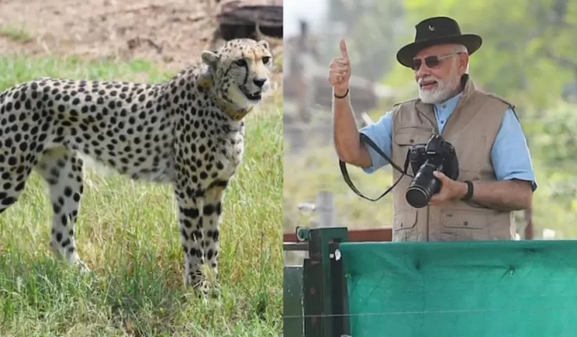 PM Modi Kuno National Park cheetah in india